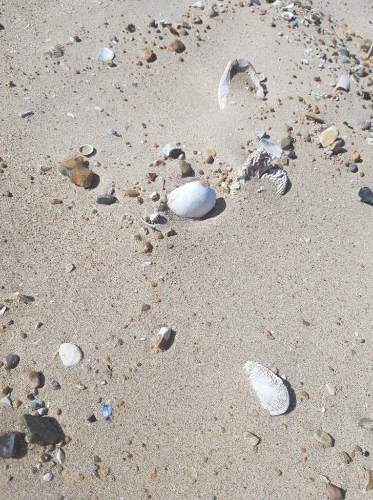 Sand with sea shells: Brancaster beach, Norfolk